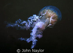 jellyfish.nikonos3 close up lense. by John Naylor 